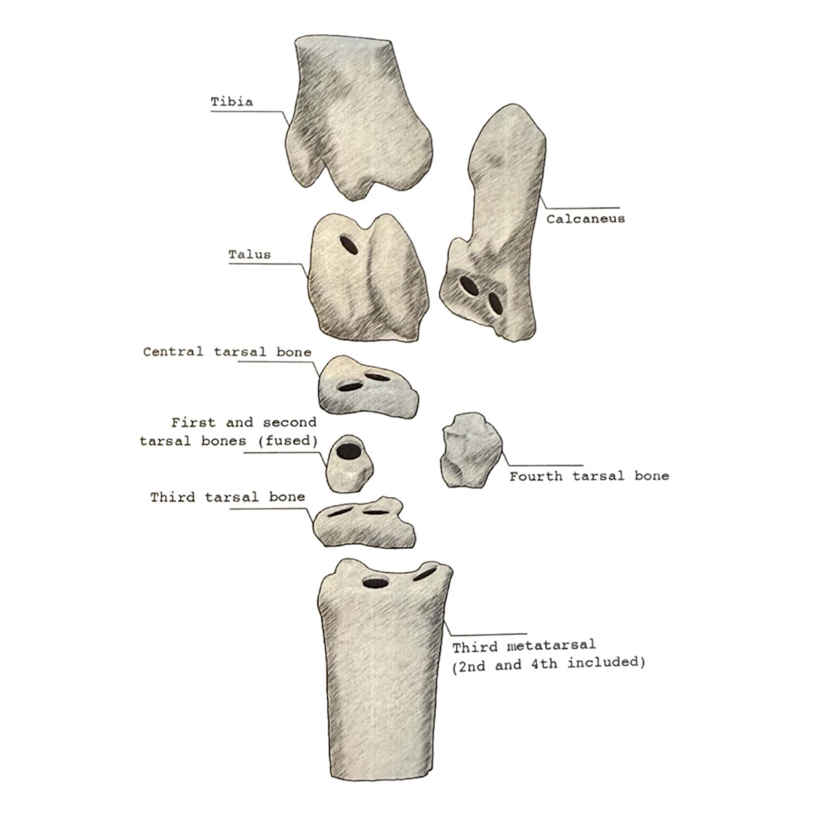 Equine Tarsus Anatomic Model
