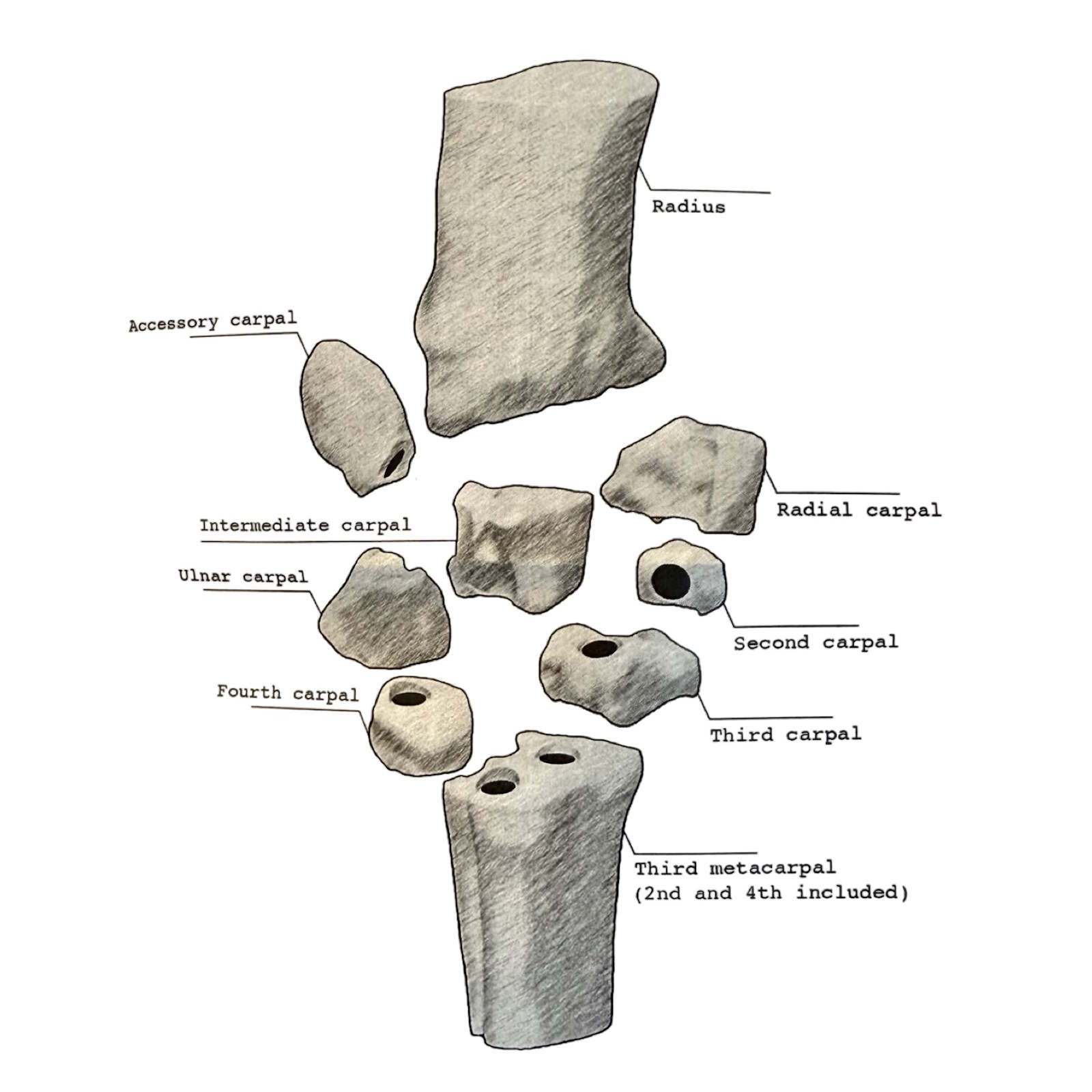Equine Carpus Anatomic Model